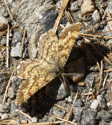 Ematurga atomaria